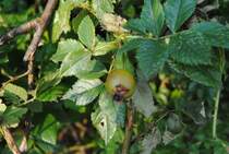 Eine noch gr�ne Hagebute inh einen Busch im August 2010 (Lehrte).