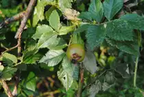 Eine noch gr�ne Hagebute inh einen Busch im August 2010 (Lehrte).