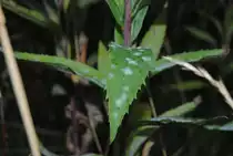Blatt mit irgendwas wei�es drauf. Foto auf den Lehrter Bahnhof gemacht am 13.08.2010.