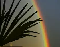 Eine Palme unter einem Regenbogen
(15.08.2010)