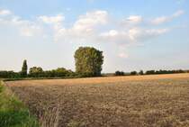 Feld bei Lehrte, am 21.08.2010.