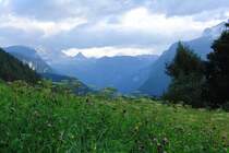 Blumenwiese im Berchtesgadener Land, Sch�nau a. K�nigssee  14.8.2010