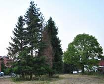 Gemischte Baumgruppe in Lehrte. Foto vom 21.�8.10.