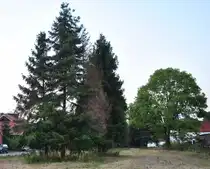 Gemischte Baumgruppe in Lehrte. Foto vom 21.�8.10.