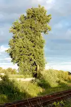 Natur an den Umgebungszwang angepasst. Das Lichtraumprofil aus dem Baum geschnitten, steht diese Pappel neben den Gleisen des eisernen Rhein. 23.8.2010