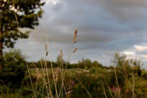Im Rain neben den Gleisen, f�r das abgelenkte Auge nicht sichtbar steht der Grashalm im Fruchtstand und wiegt sich im Wind. Wolken tauchen ihn in dunkeles Licht und in deren L�cken leuchtet ihm die Sonne. Wickrath 28.8.2010