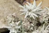 Edelweiss im Steingarten  (August 2010)