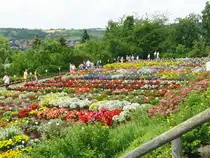 Blumenmeer bei der Gartenschau in Veitsh�chheim  ( Juli 2009 )