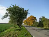 herbstliche Landschaft an der Landestra�e [L 02] von B�ttlingen nach Sievershagen, 11.10.2008