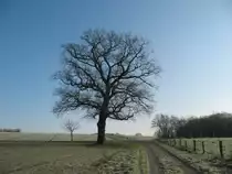 Ein Baum in der Coesfelder Bauernschaft S�kerhook w�hrend eines kaltem Wintermorgen. 28.11.2010