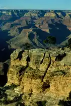Hoch �ber dem Colorado River im Grand Canyon steht ein einsamer Baum der in einer Felsspalte Fu� gefasst hat. Juli 1998
