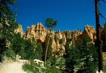 Im Juli 1998 war ich erneut im Bryce Canyon. Eine kleine Wanderung f�hrt vom Canyonrand hinunter auf den Grund und von hier aus sieht alles nochmals v�llig anders aus.