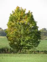Landschaft bei B�rzow [NWM] im Herbst, 10.10.2008
