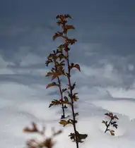 08.12.2010 in Mangolding.
