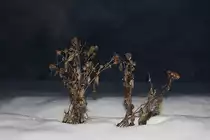 08.12.2010 in Mangolding.