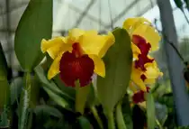 Orchidee in einer Orchideenschule in Chiang Mai im M�rz 2006