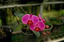 Orchidee in einer Orchideenfarm in Chiang Mai / Nordthailand im M�rz 2006