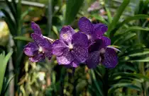 Orchideen in einer Orchideenfarm in Chiang Mai / Nordthailand im M�rz 2006