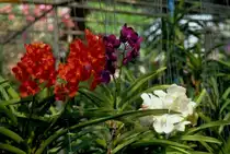 Orchideen in einer Orchideenfarm in Chiang Mai / Nordthailand im M�rz 2006