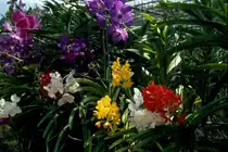 Orchideen in einer Orchideenfarm in Chiang Mai / Nordthailand im M�rz 2006