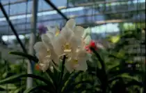Orchidee in einer Orchideenfarm in Chiang Mai in Nordthailand im M�rz 2006