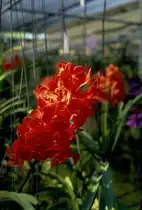 Orchidee in einer Orchideenfarm in Chiang Mai in Nordthailand im M�rz 2006