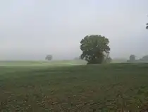 Nordwestmecklenburg; herbstliche Landschaft an der Landstra�e (L 02) Blieschendorf - Hanshagen, bei Hanshagen, 25.10.2008