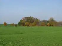 Nordwestmecklenburg; Hecke an der Kreisstra�e (K 16) nach Roxin, 08.11.2008