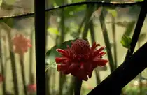 Die Bl�te einer Pflanze, die ich im M�rz 2006 im Norden Thailands fotografierte, die ich aber nicht zuordnen kann