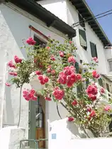 Bl�hender Rosenstock an einem Haus in S�dfrankreich in den Landes. 26.07.2008