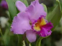 Eine wundersch�ne Orchidee in Noong Noch Village am 21.05.2006