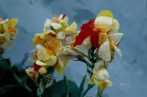 Die wundersch�ne Bl�te einer Lilie (fotografiert in Griechenland im August 1995)