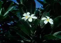 Die reinwei�e Bl�te des Frangipanibaumes