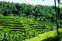 Reis Terrassen auf der Insel Bali im November 1988