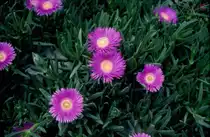 Eine kleine Bl�te mit einer wundersch�nen Farbe in Griechenland im Mai 1996 fotografiert.