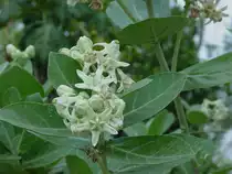 Eine wei�e Bl�te, die ich im Norden Thailands im M�rz 2006 fotografierte und die mich entfernt, von der Bl�tenstruktur, an ein Edelwei� erinnerte