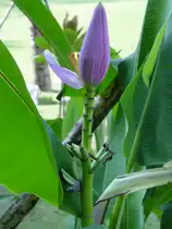 Eine Bl�te in einer intensiven Lila-f�rbung. Der Bl�te und dem Fruchtstand nach zu urteilen sch�tze ich, da� es sich um eine Bananenbl�te handelt (April 2006)