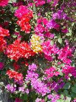 Verschiedenfarbige Bougaivillea-Bl�ten am 02.02.2011