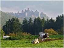W�hrend die Burg Bourscheid am 09.10.2010 noch im herbstlichen Nebel liegt, genie�en die K�he auf ihrer Weide schon die ersten Sonnenstrahlen. (Jeanny)  
