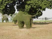 Ein Zeburind in Form von getrimmten B�umen in Nordthailand am 10.02.2011