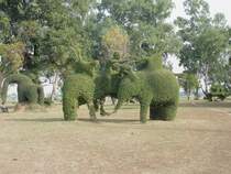 2 Kampfelefanten mit ihren K�mpfern, im Hintergrund ein Dinosaurier in Form von getrimmten B�umen in Nordthailand am 10.02.2011