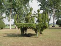 Kick boxing in Form von getrimmten B�umen in Nordthailand am 10.02.2011