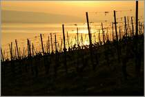 Die Weinberge im Abendlicht.
(08.02.2011)