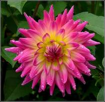 Eine Dahlie am P�stlingberg in Linz. 14.09.2010 (Jeanny)