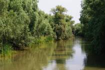 Rum�nien, Donaudelta bei Tulcea (06.08.2009)