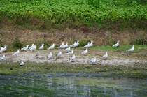 Rum�nien, Donaudelta bei Tulcea (06.08.2009)