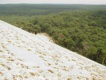Der Kontrast zwischen der Sandd�ne von Pyla und dem dahinterliegenden Waldgebiet von Arcachon ist schon beeindruckend. (28.07.2008)