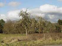 Dieser Apfelbaum hat alle seine Bl�tter abgeworfen, aber die Fr�chte h�ngen noch zahlreich in den �sten am 25.12.2008