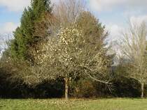 Keine Bl�tter mehr, aber noch eine Menge �pfel am Baum am 25.12.2008