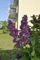 Lila Bl�te an einen Baum in Lehrte in Fr�hling 2011.